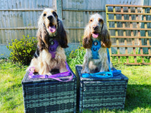 Load image into Gallery viewer, Love You to the Moon & Back Harness (teal)