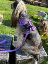 Load image into Gallery viewer, Love You to the Moon & Back Harness (purple)