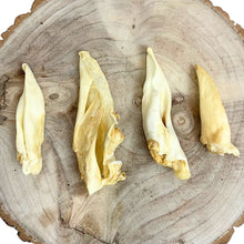 Load image into Gallery viewer, Lamb ears (hairless) x 5

