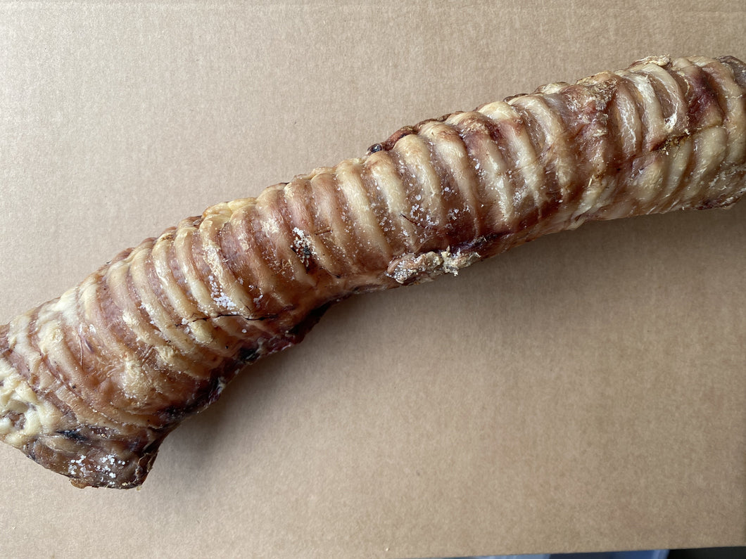 Large Buffalo Trachea x 1